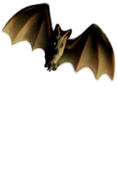 <img:http://www.elfpack.com/stuff/Bat_right-tilt_wingsnotfull.png>