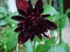 Black_Dahlia_Flower