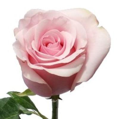 <img400*0:stuff/C%3aUsersMichellePicturesflowersTitanic_Light_Pink_Rose_250%5b1%5d.jpg>