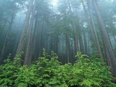 <img400*0:stuff/Evergreen-Forest-Olympic-National-Park-Washington.jpg>