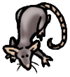 <img:/stuff/Rattie1.gif>