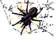 <img:http://www.elfpack.com/stuff/TraceCWebSpider2.psd.gif>