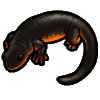 <img:stuff/fire_bellied_newt.gif>