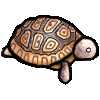 <img:stuff/petleopardturtle.gif>