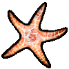 <img:stuff/petstarfish.gif>