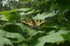 tigerswallowtail