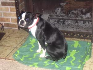 <img300*0:stuff/z/16211/Scout,%2520Odie,%2520and%2520other%2520pets/0004.JPG>