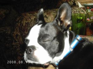 <img300*0:stuff/z/16211/Scout,%2520Odie,%2520and%2520other%2520pets/DCFC0112.JPG>