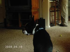 <img300*0:stuff/z/16211/Scout,%2520Odie,%2520and%2520other%2520pets/DCFC0114.JPG>