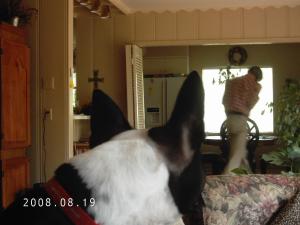 <img300*0:stuff/z/16211/Scout,%2520Odie,%2520and%2520other%2520pets/DCFC0116.JPG>