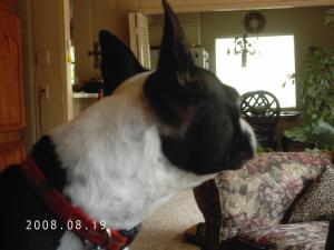 <img300*0:stuff/z/16211/Scout,%2520Odie,%2520and%2520other%2520pets/DCFC0117.JPG>