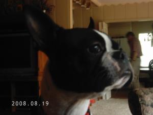 <img300*0:stuff/z/16211/Scout,%2520Odie,%2520and%2520other%2520pets/DCFC0118.JPG>