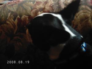 <img300*0:stuff/z/16211/Scout,%2520Odie,%2520and%2520other%2520pets/DCFC0119.JPG>