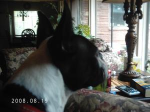<img300*0:stuff/z/16211/Scout,%2520Odie,%2520and%2520other%2520pets/DCFC0122.JPG>