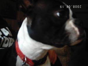 <img300*0:stuff/z/16211/Scout,%2520Odie,%2520and%2520other%2520pets/DCFC0125.JPG>