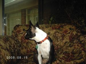 <img300*0:stuff/z/16211/Scout,%2520Odie,%2520and%2520other%2520pets/DCFC0132.JPG>