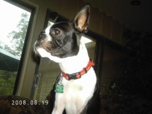 <img300*0:stuff/z/16211/Scout,%2520Odie,%2520and%2520other%2520pets/DCFC0133.JPG>