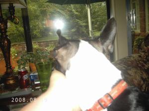 <img300*0:stuff/z/16211/Scout,%2520Odie,%2520and%2520other%2520pets/DCFC0134.JPG>